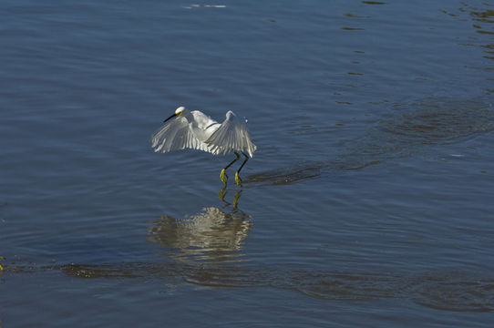 Image de Aigrette neigeuse