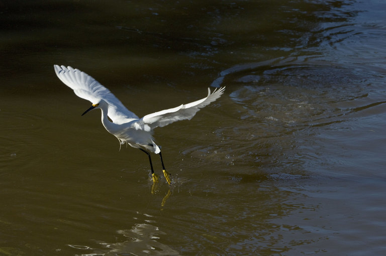 Image de Aigrette neigeuse