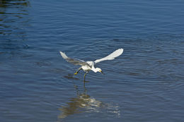 Image of Snowy Egret