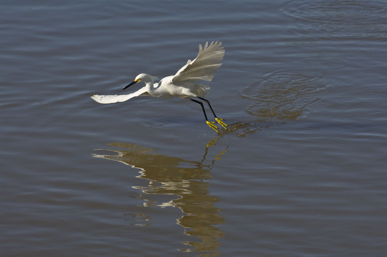 Image de Aigrette neigeuse