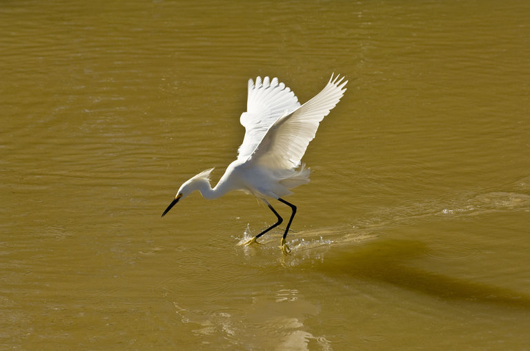 Image de Aigrette neigeuse