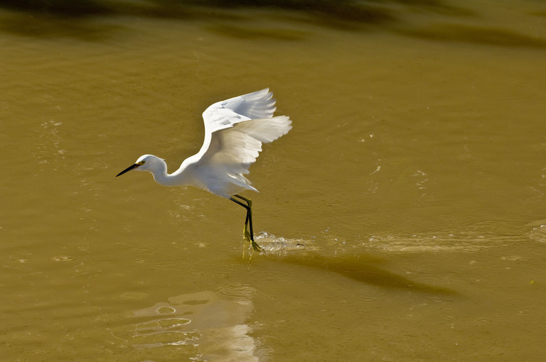 Image de Aigrette neigeuse