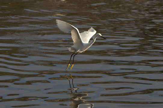 Image of Snowy Egret