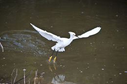 Image of Snowy Egret