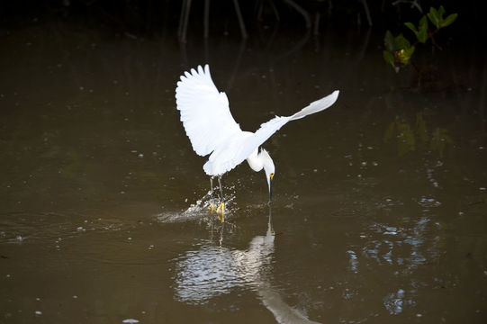 Image of Snowy Egret