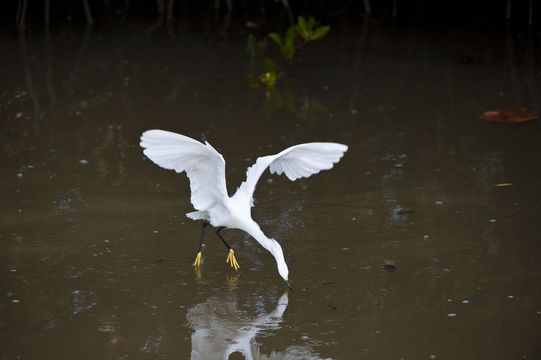 Image of Snowy Egret