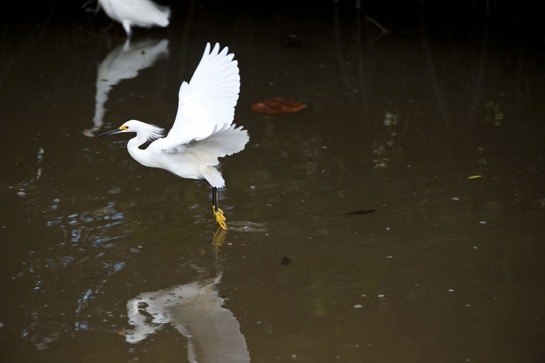 Image of Snowy Egret