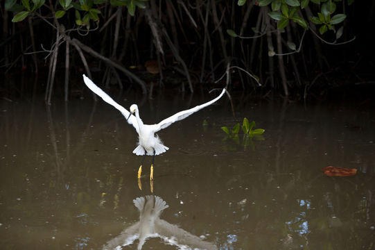 Image of Snowy Egret