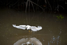 Image of Snowy Egret