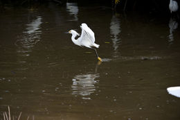 Image of Snowy Egret