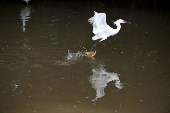 Image of Snowy Egret