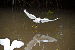 Image of Snowy Egret