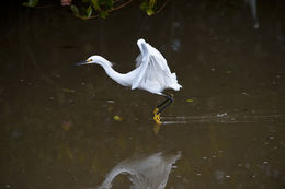 Image of Snowy Egret