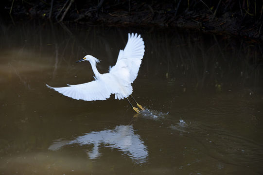 Image of Snowy Egret