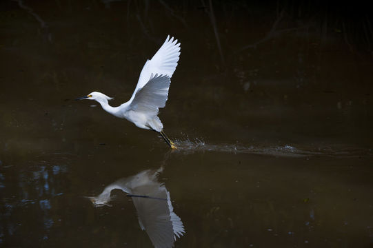 Image of Snowy Egret