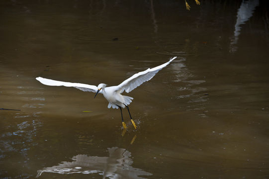 Image of Snowy Egret