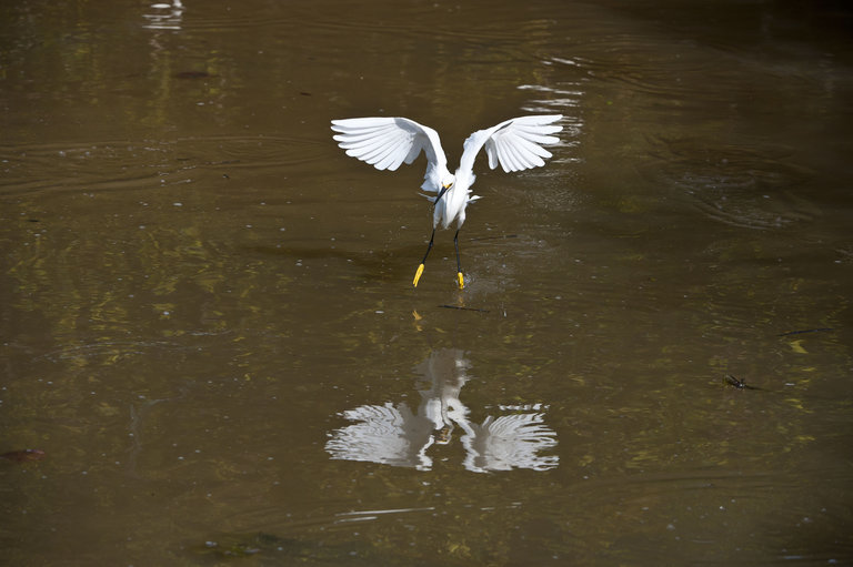 Image of Snowy Egret