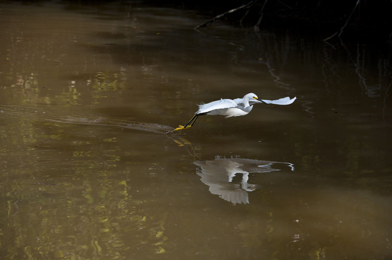 Image of Snowy Egret