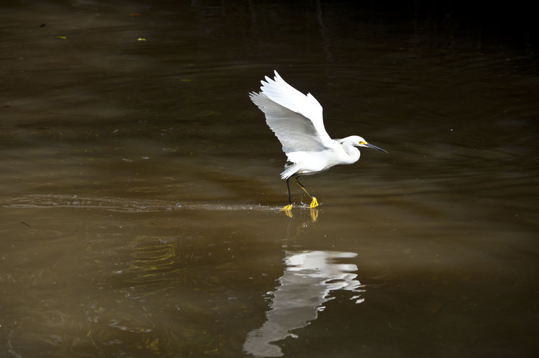 Image of Snowy Egret