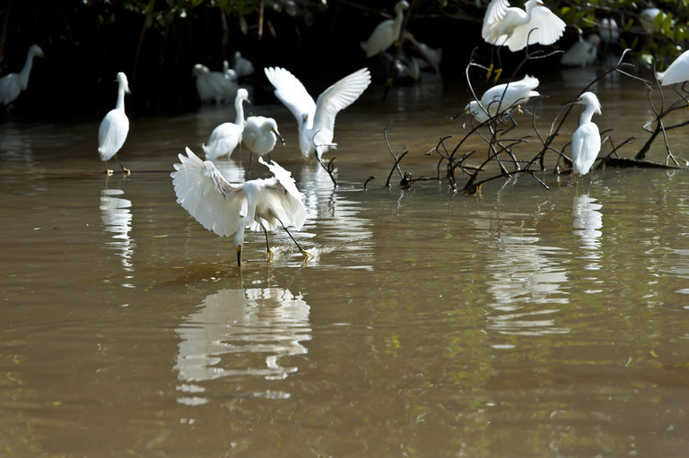 Image of Snowy Egret