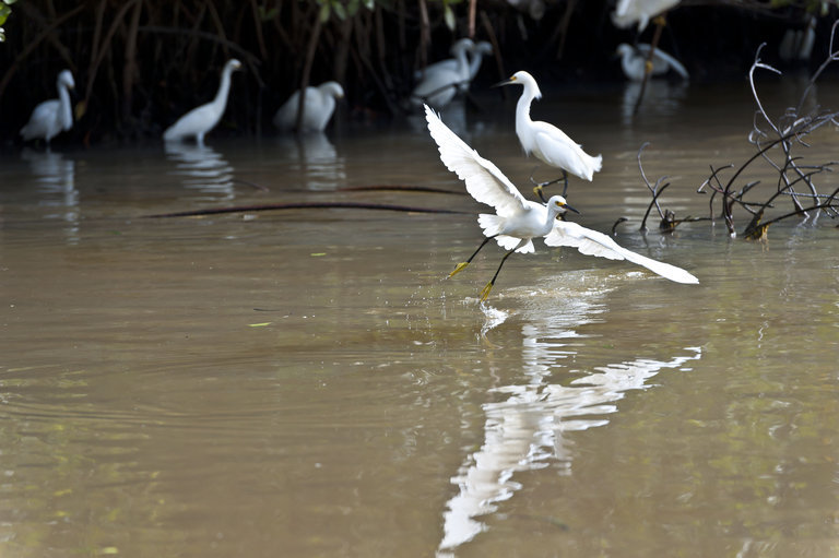 Image of Snowy Egret