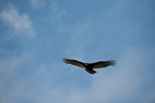 Image of Turkey Vulture