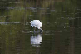 Image of Wood Stork