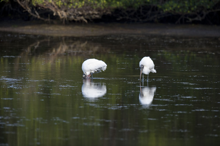 Image of Wood Stork