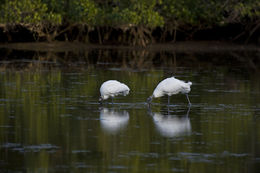 Image of Wood Stork