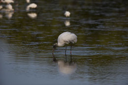 Image of Wood Stork