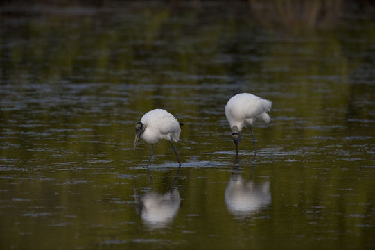 Image of Wood Stork