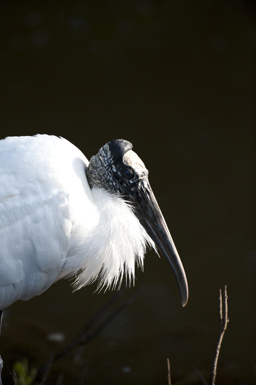 Image of Wood Stork