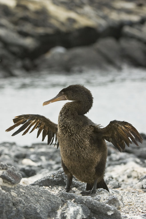 Image of Flightless Cormorant