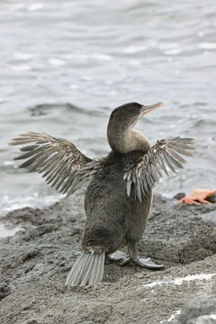 Image of Flightless Cormorant