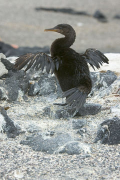 Image of Flightless Cormorant