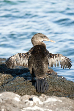 Image of Flightless Cormorant