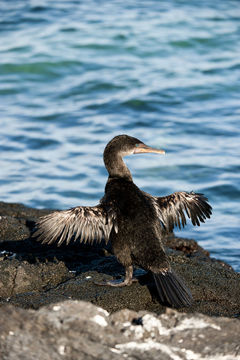 Image of Flightless Cormorant