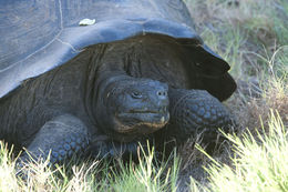 Image of Southern Isabela giant tortoise