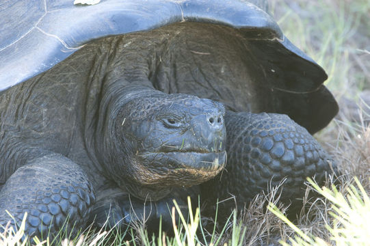 Image of Southern Isabela giant tortoise