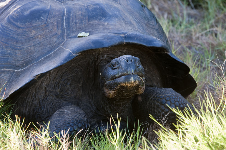 Image of Southern Isabela giant tortoise