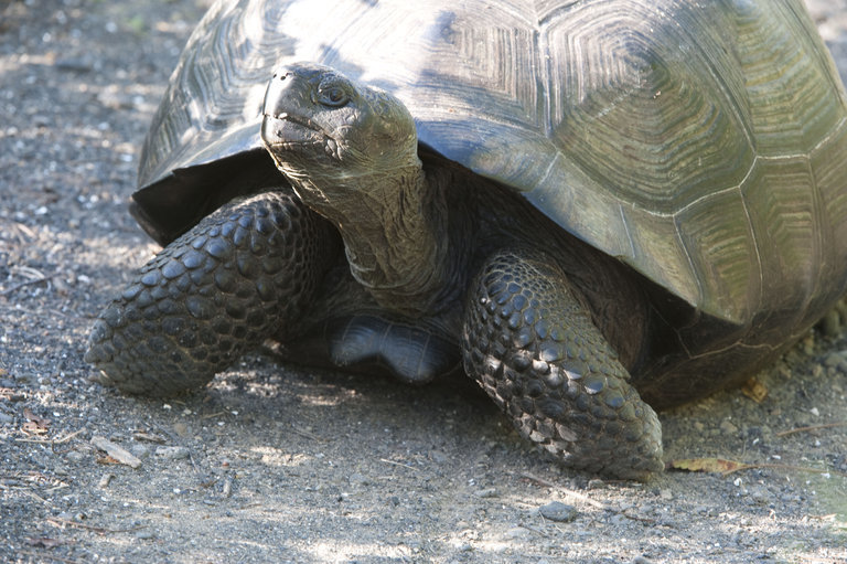 Image of Southern Isabela giant tortoise