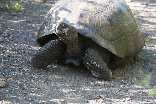 Image of Southern Isabela giant tortoise