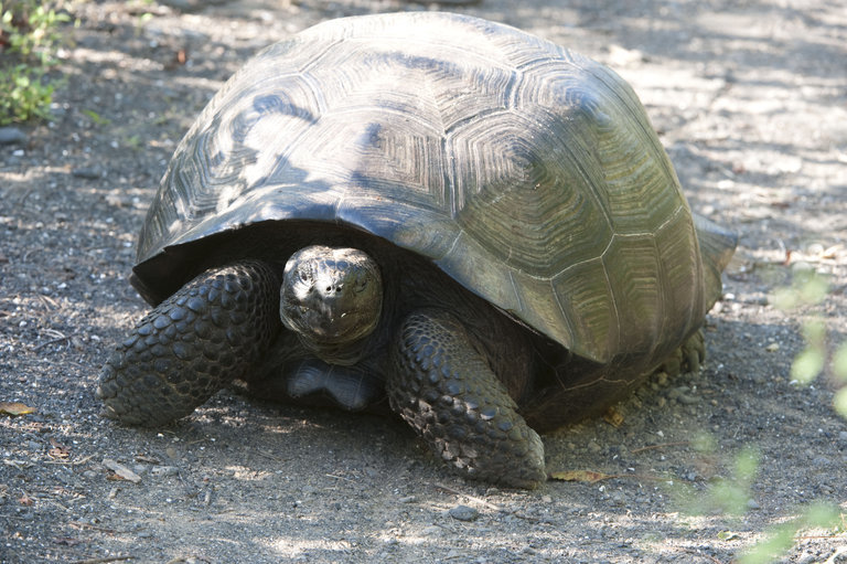 Image of Southern Isabela giant tortoise