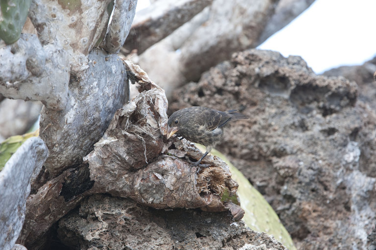 Image of Espanola Cactus Finch