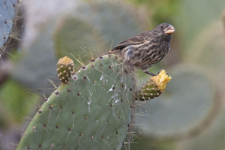 Image of Espanola Cactus Finch