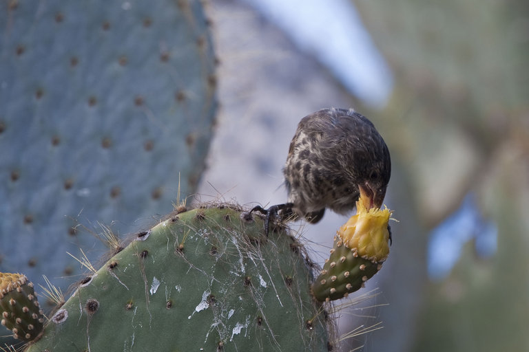 Image of Espanola Cactus Finch