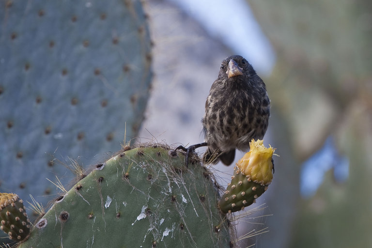 Image of Espanola Cactus Finch