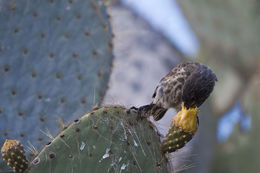 Image of Espanola Cactus Finch