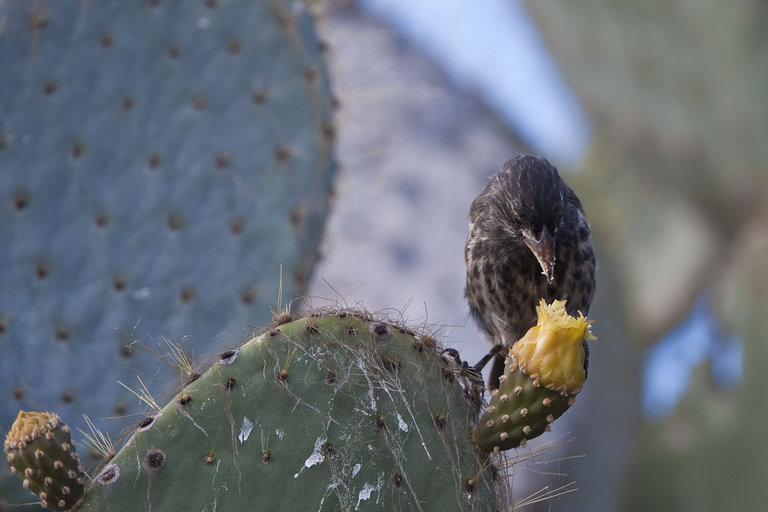 Image of Espanola Cactus Finch