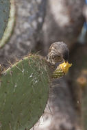 Image of Espanola Cactus Finch